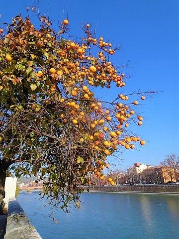 Kakibaum am Ufer der Etsch bei Verona