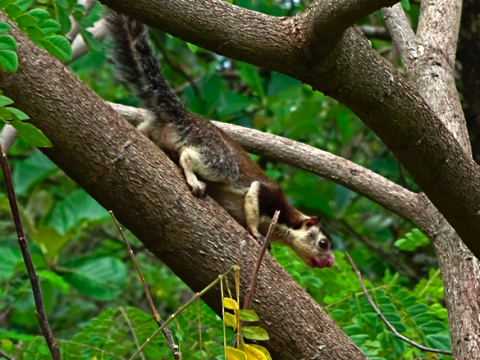 Rieseneichhörnchen bei Dambulla