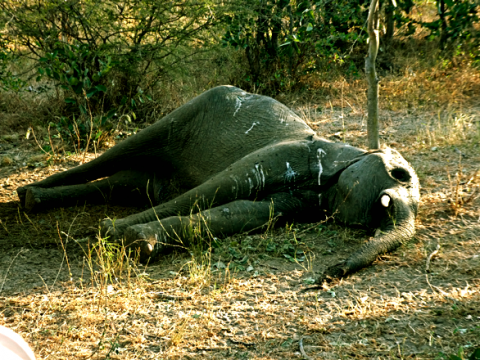 Totes Elefantenbaby im Bwabwata Nationalpark