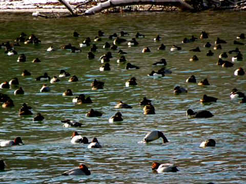 Entenpopulation am Starnberger See bei Possenhofen