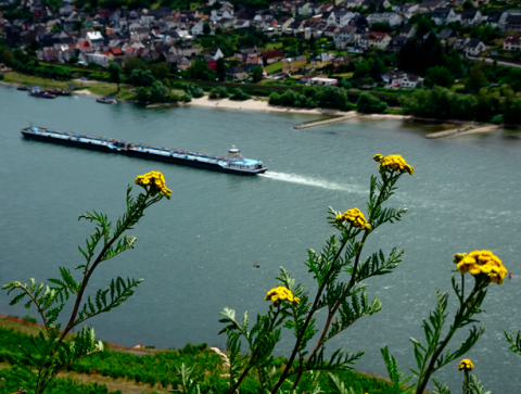 Blick vom Rheinsteig