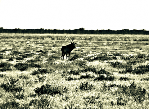 Oryx im Etosha Nationalpark 