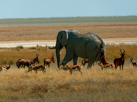 Panorama im Etosha Nationalpark