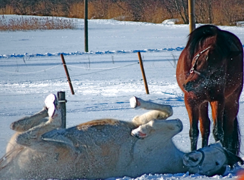 Oberammergau Pferderanch Horsebackriding