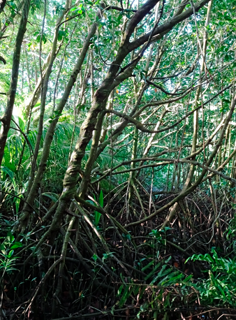 Mangroven am Anse Takamaka auf Mahe