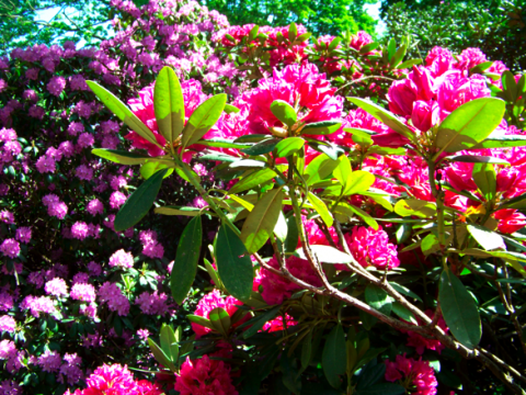 Rhododendron im Französischen Garten Celle