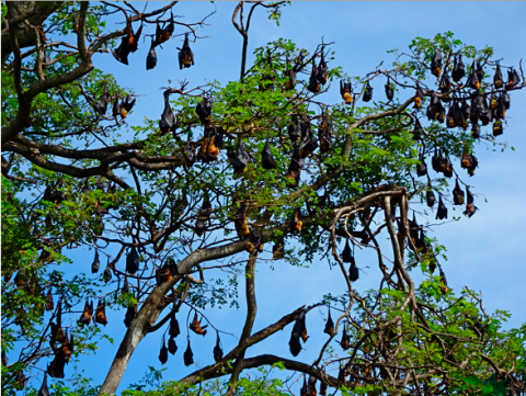 Flughundebäume bei Thanamalwiwa