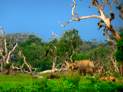 Indischer Elefant im Yalla Nationalpark