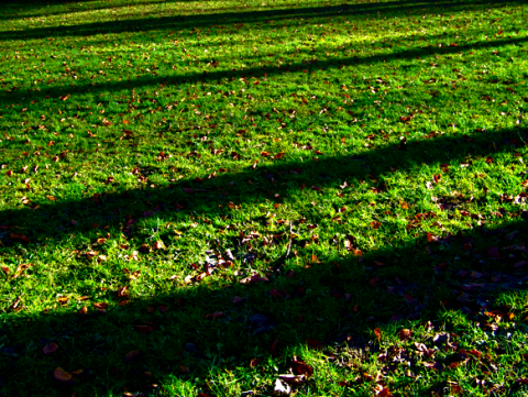 Schatten im Englischen Garten
