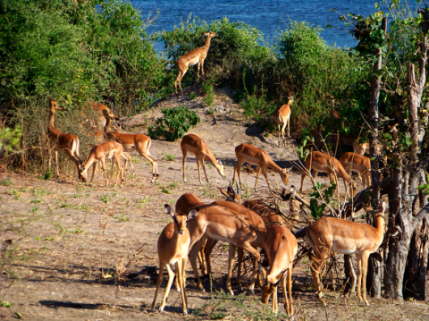 Impalas im Chobe Nationalpark
