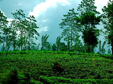Teeplantagen im Hochland Sri Lankas