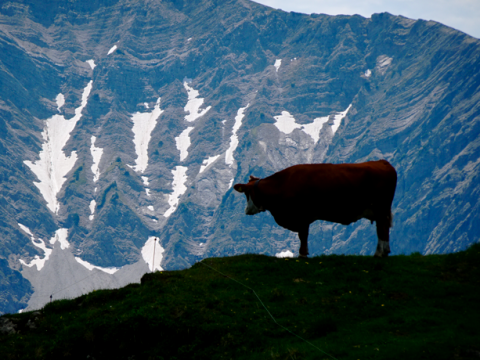 Kuh bei der Rotwand