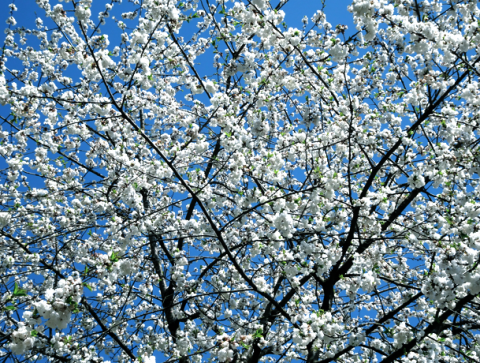 Obstblüte in Moosach