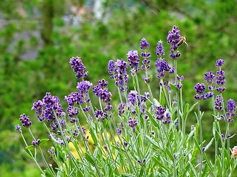 Garten Lavendel