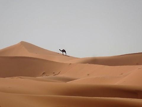 Kamel in den Sahara Dünen bei Erg Chebbi
