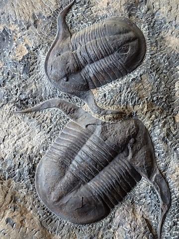 Aufbereitete Fossilien an der Straße der Kasbahs