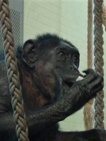 Bonobo Schimpanse im Affenhaus im Zoo Berlin