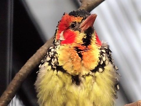 Flammenkopf-Bartvogel in der "Welt der Vögel"-Vogelhaus im Zoo Berlin