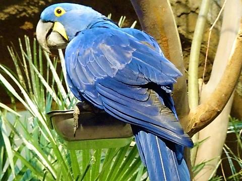 Blaupapagei in der "Welt der Vögel"-Vogelhaus im Zoo Berlin