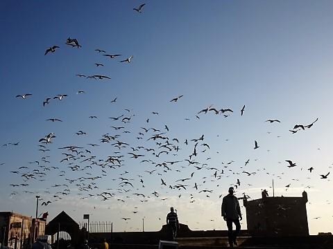 Möwen im Fischereihafen von Essaouira