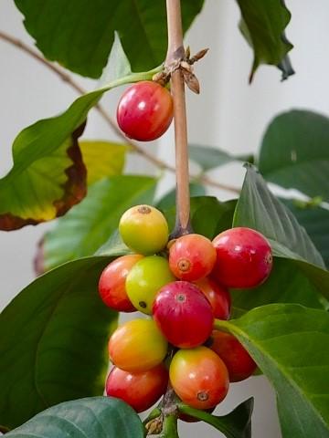 Ein Wurf meiner Schwabinger Kaffeepflanze