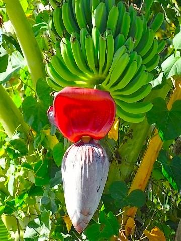 Bananenbaum bei Jibacoa