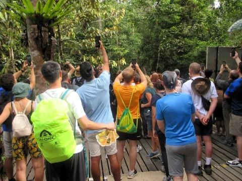 Orang Utans kreuzen den Besucherweg im Semenggoh Wildlife Centre