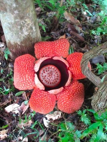 Rafflesia beim Kinabalu Nationalpark. Sie gelten als die größten und übelriechendsten Blumen der Welt.