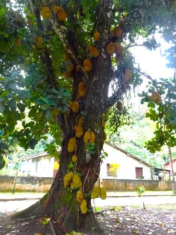 Jackfruchtbaum im Ort Dois Rios auf der Ilha Grande