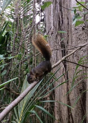 Costa Rica Eichhörnchen