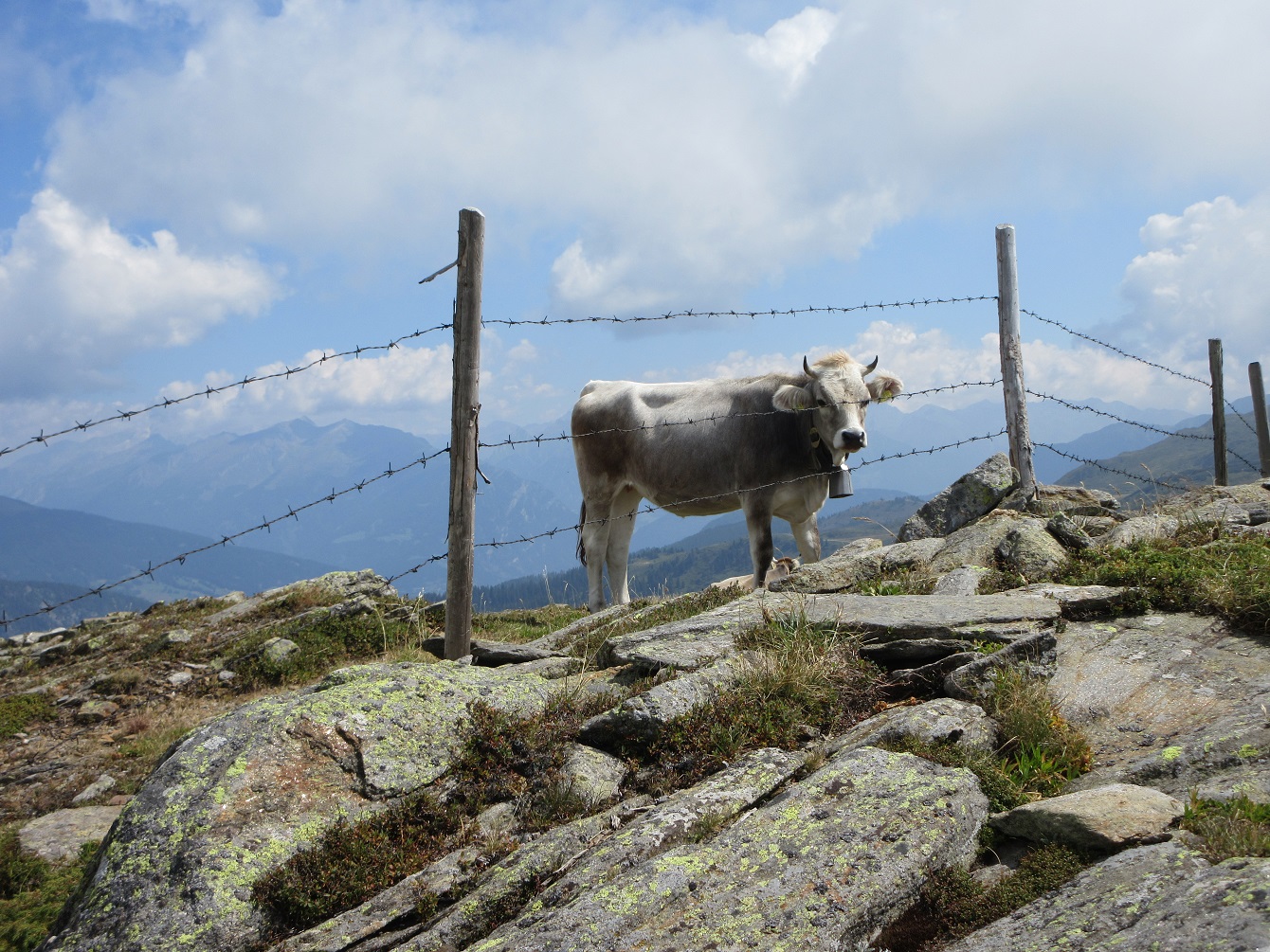 Rind am Rinnersattel bei Ratschings