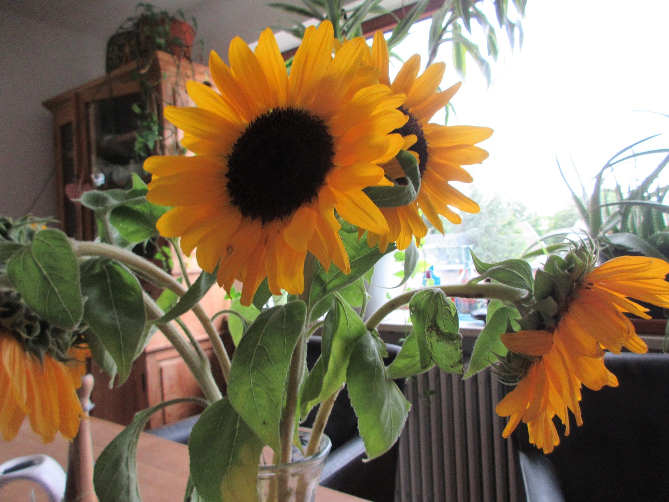 Geburtstagsblumen & das zweitausendsiebenhundertdreiunddreißigste Gedicht