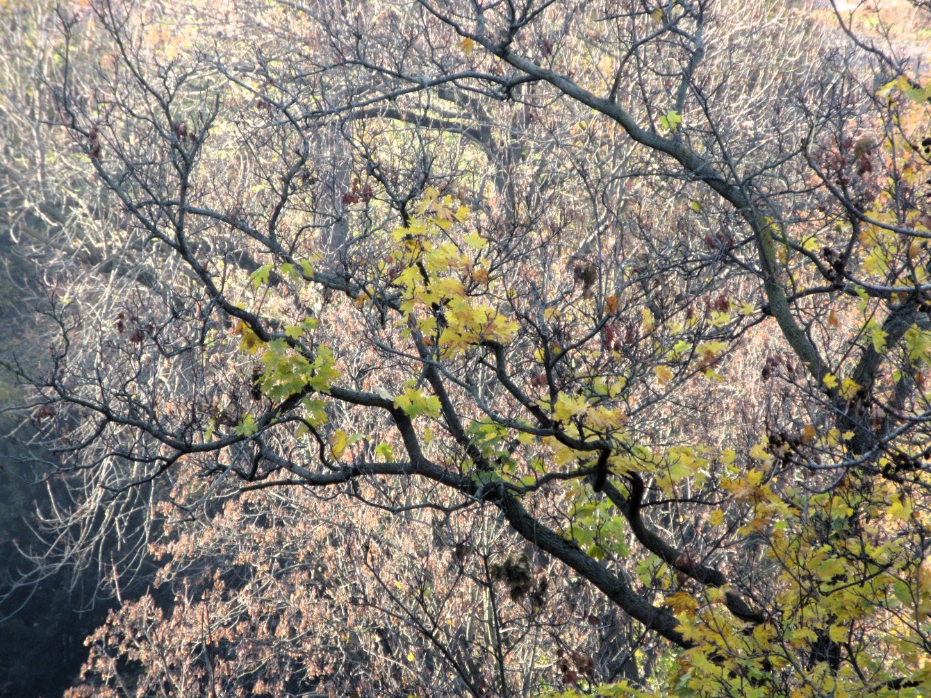 Am Prager Hradschin & das zweitausendsiebenhundertsiebenundsechzigste Gedicht