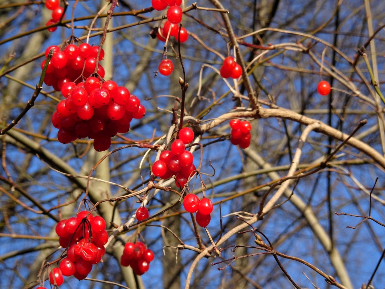 Moosacher Beeren & das zweitausendsiebenhundertachtundachtzigste Gedicht
