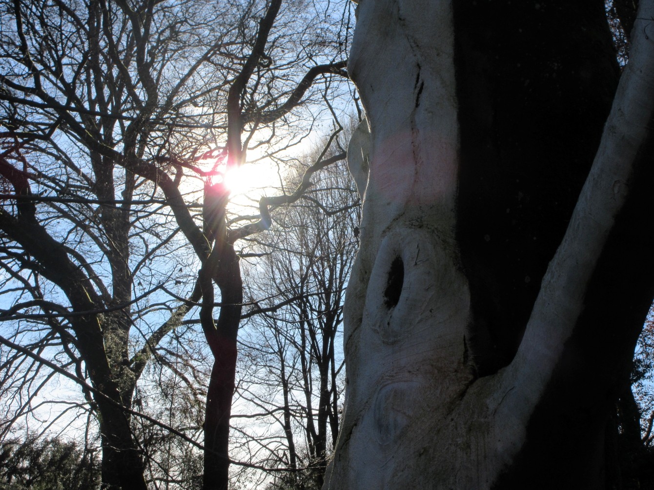 Bemalte Rotbuche im Botanischen Garten München