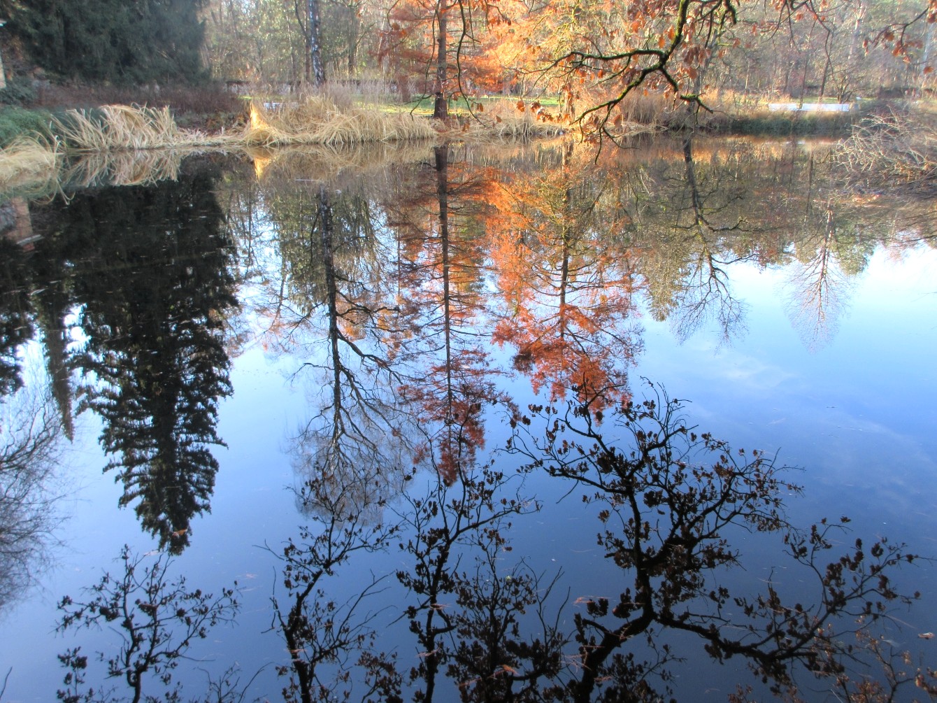 Herbstliche Seespiegelung im Botanischen Garten München