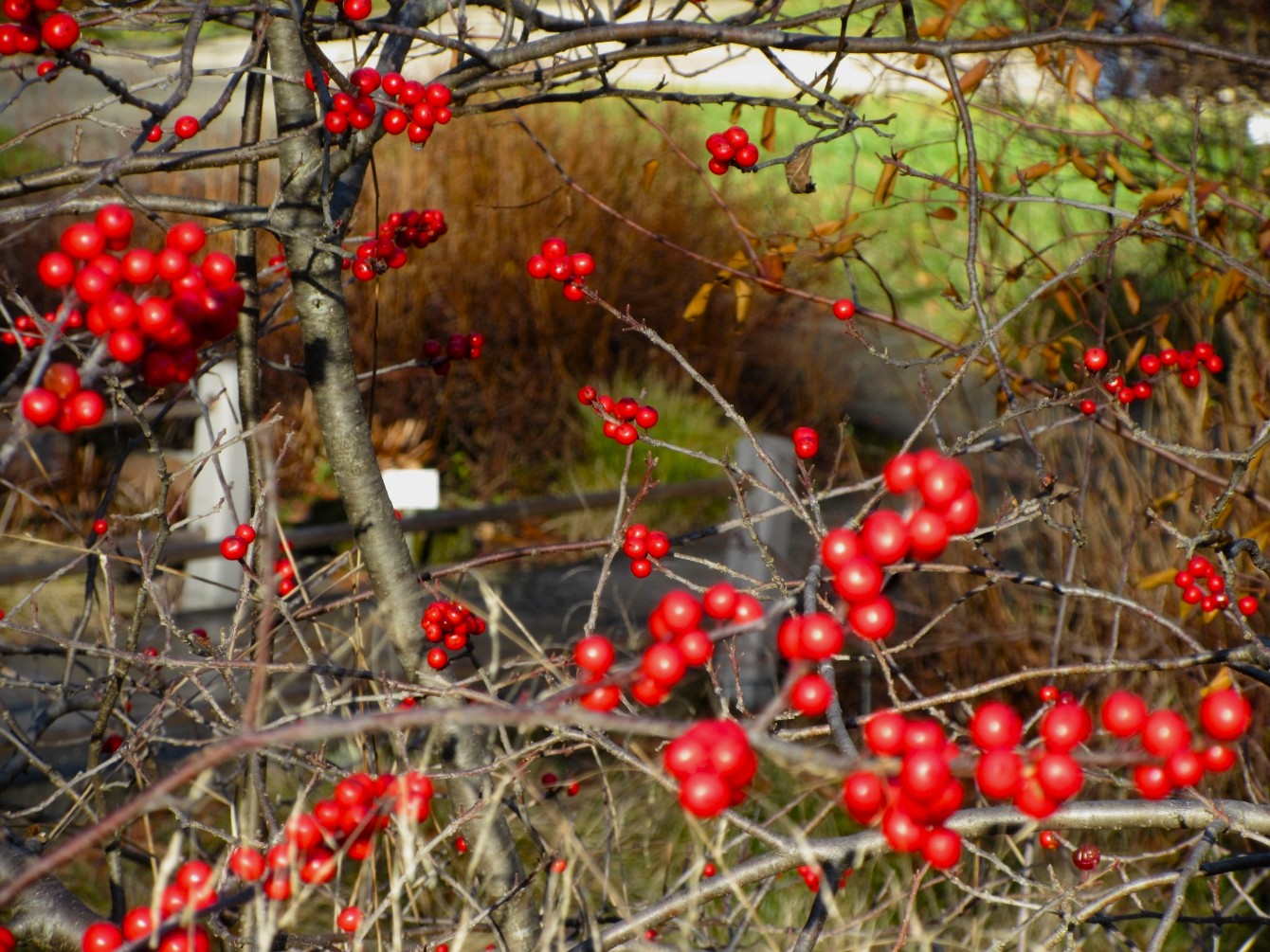 Ilex & das zweitausendsiebenhundertachtzigste Gedicht