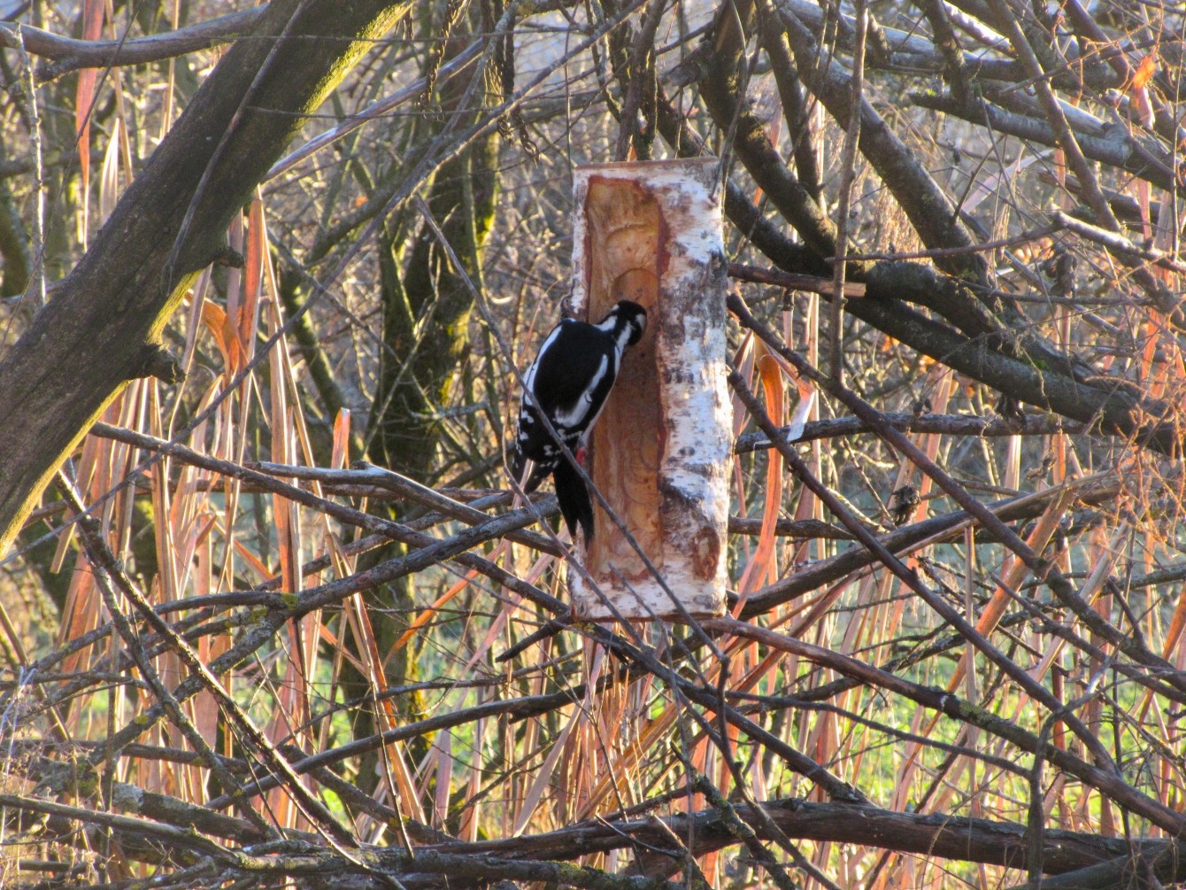 Vogelstation Moosmühle & das zweitausendsiebenhundertsechsundachtzigste Gedicht