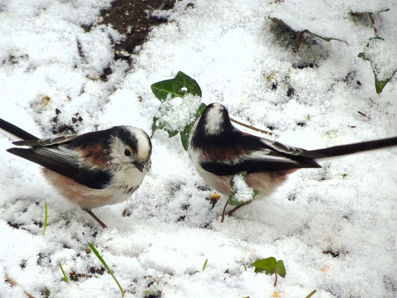 Schwanzmeisen & das zweitausendachthundertste Gedicht