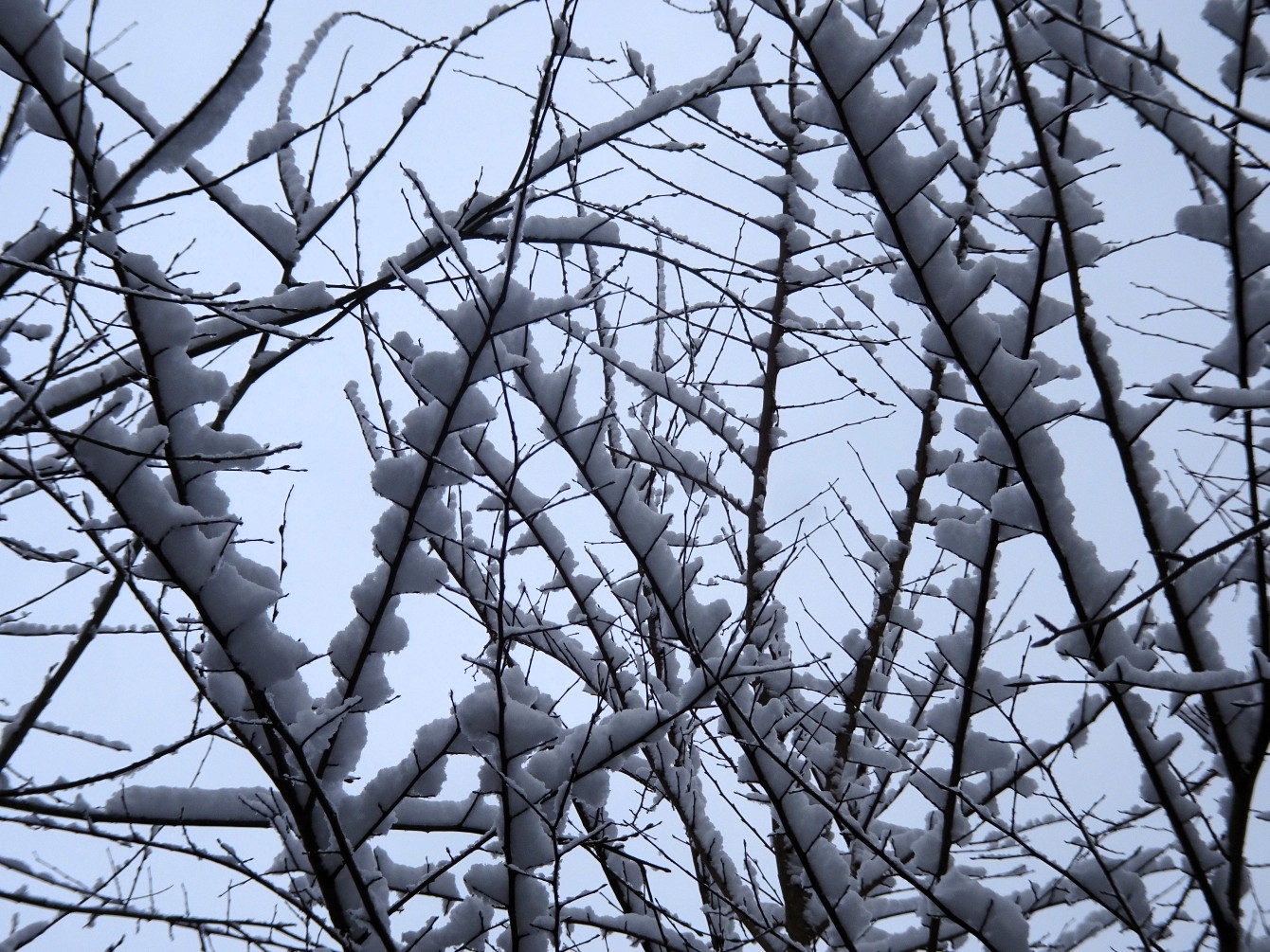 Wintereinbruch & das zweitausendachthunderterste Gedicht
