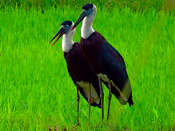 Wollhalsstorch