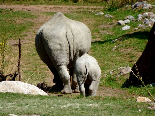 Das im Mai 2020 geborene Breitmaulnashorn Baby Ushindi mit Mutter in der Lewa Savanne des Zoo Zürich