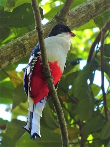Tocororo, der Nationalvogel Kubas, im El-Cubano-Nationalpark