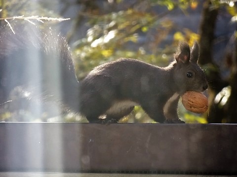 Herbstbesuch auf dem Balkon