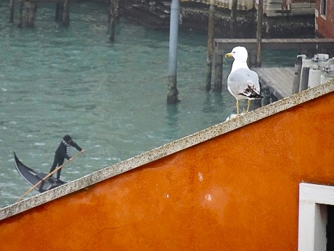 Blick vom Fondaco dei Tedeschi auf den Canale Grande