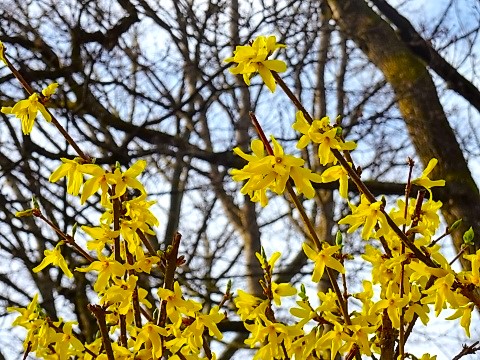 Frühlingserwachen am Alten Nordfriedhof München