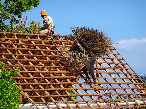 Dachdeckung mit Königspalmenwedel bei Jibacoa