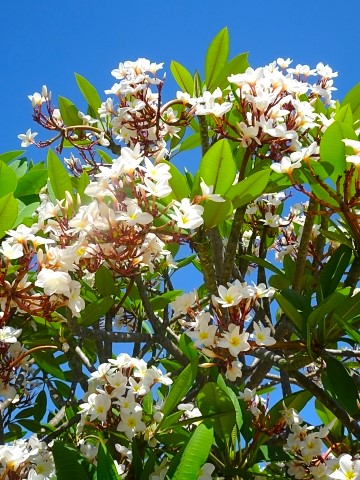 Frangipani oder Tempelbaum im Melia Buenavista in Cayo Santa Maria