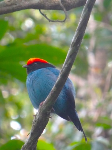Blaubrustpipra bei Lopes Mendez