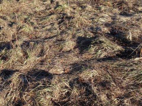 Moosach nach dem Winter